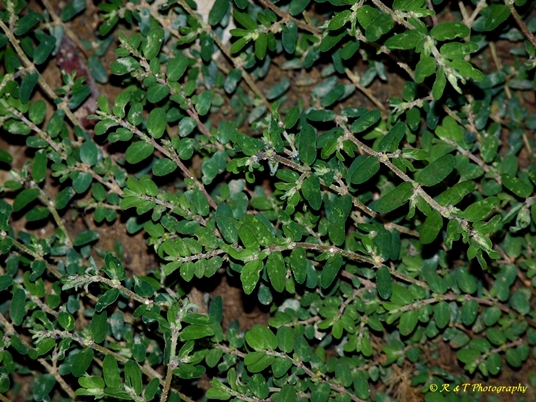 {Euphorbia prostrata}